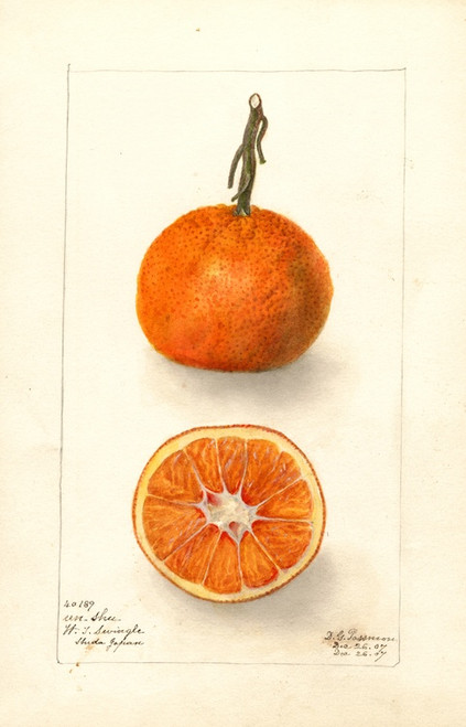 Digital Print - Citrus sinensis: Un-Shu by Deborah Griscom Passmore