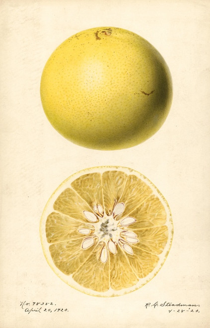 Digital Print - Citrus paradisi by Royal Charles Steadman