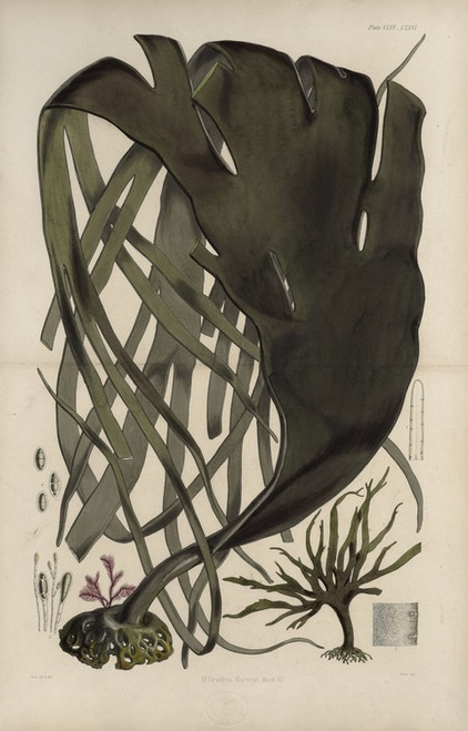 Digital Print - Cryptogamic botany of the Antarctic voyage of H.M. Discovery ships Erebus and Terror in the years 1839 Pl.39 by Walter Hood Fitch
