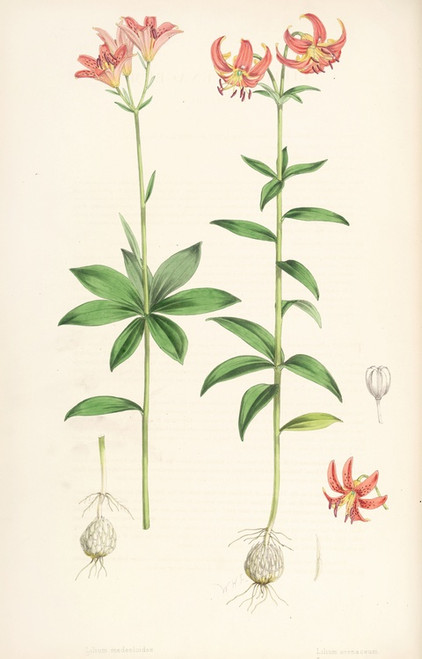 Digital Print - Lilium medeoloides by Walter Hood Fitch