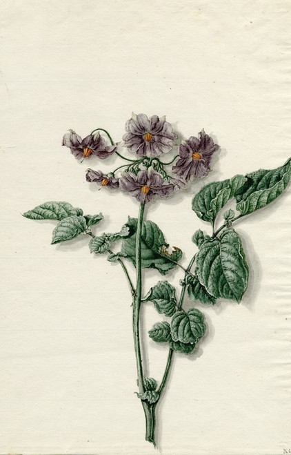 Digital Print - Bloeiende aardappel by Barend Hendrik Thier