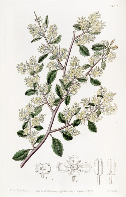 Digital Print - Ovate-leaved Duvaua by Sydenham Edwards
