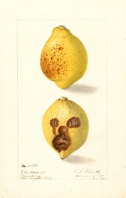 Digital Print - Citrus limon by Ellen Isham Schutt