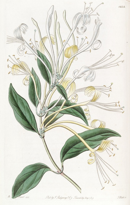 Digital Print - Long-flowered Honeysuckle by Sydenham Edwards