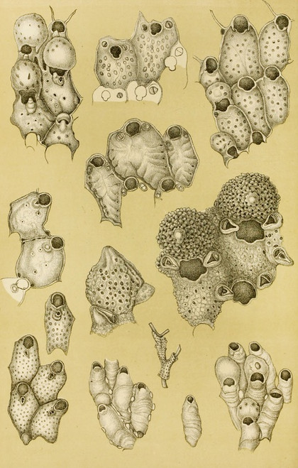 Digital Print - Polyzoa XIV by Frederick McCoy