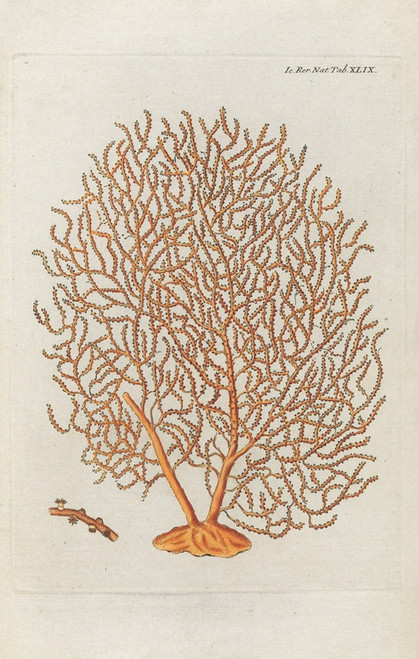 Digital Print - Icones rerum naturalium, ou figures enlumines d'histoire naturelle du nord Pl.49 by Peder Ascanius
