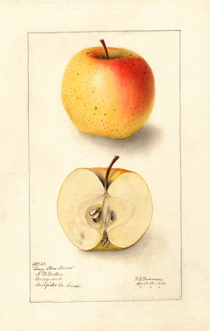 Digital Print - Malus domestica: Long Stem Sweet by Deborah Griscom Passmore