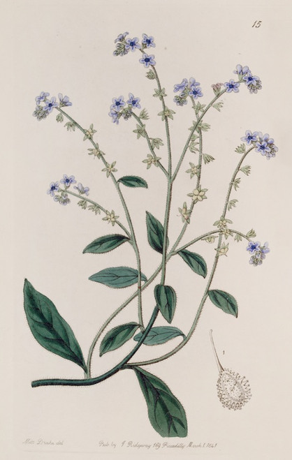 Digital Print - Burry Houndstongue by Sydenham Edwards