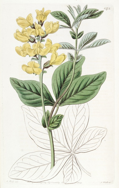 Digital Print - Bean-leaved Thermopsis by Sydenham Edwards