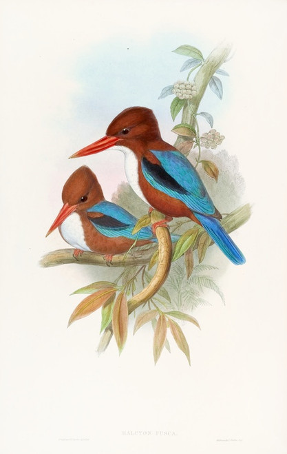 Digital Print - Indian Kingfisher by John Gould