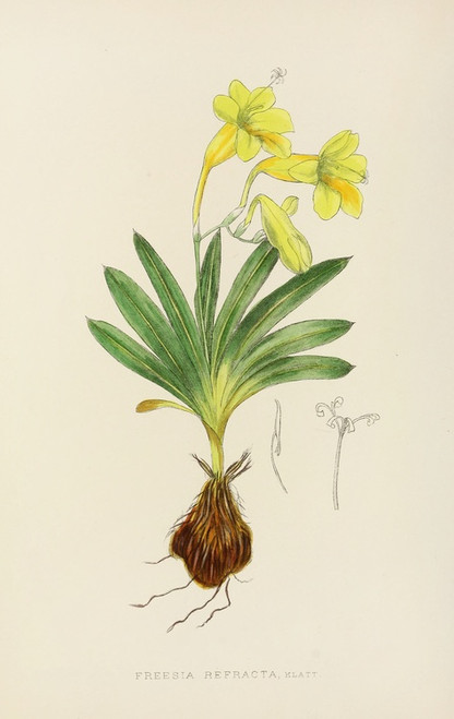 Digital Print - Freesia Refracta by Illtyd Buller Pole-Evans