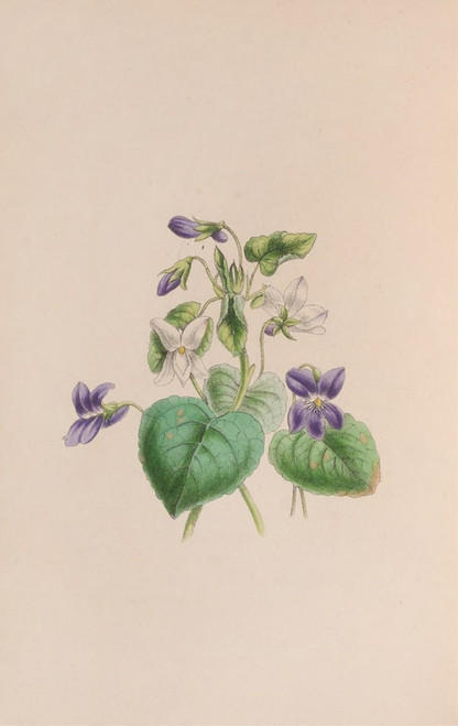 Digital Print - Sweet Scented Violet by John Stevens Henslow Digital Print - Sweet Scented Violet by John Stevens Henslow