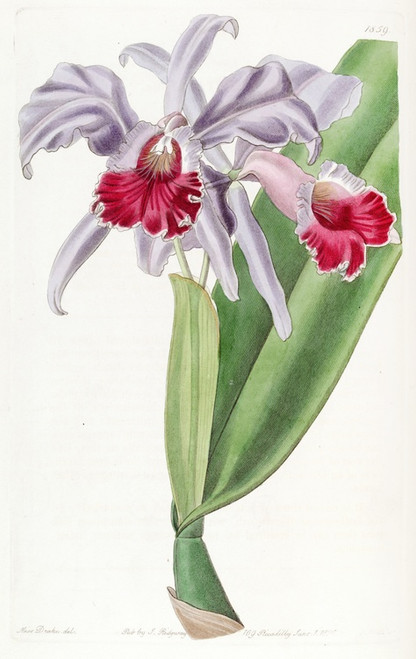Digital Print - Crimson-lipped Cattleya by Sydenham Edwards