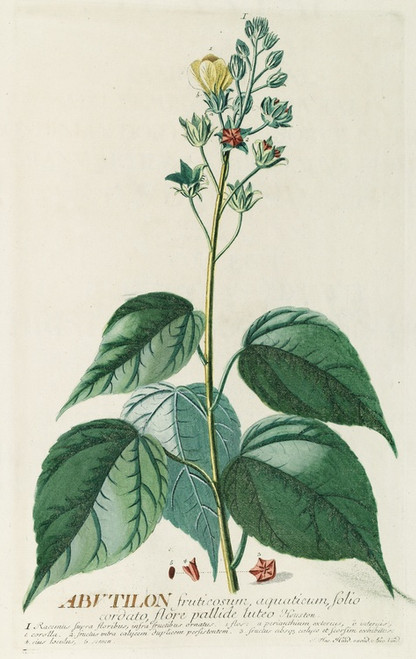 Digital Print - Abutilon by Georg Dionysius Ehret