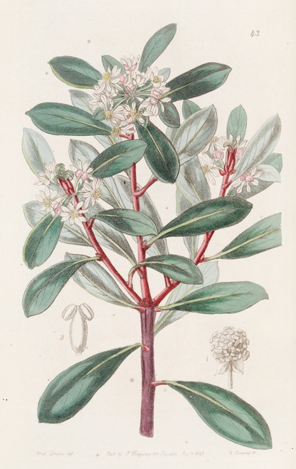 Digital Print - Aromatic Tasmannia by Sydenham Edwards