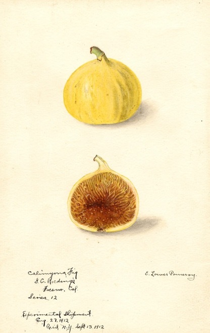 Digital Print - Ficus: Calimyrna fig by Elsie E. Lower