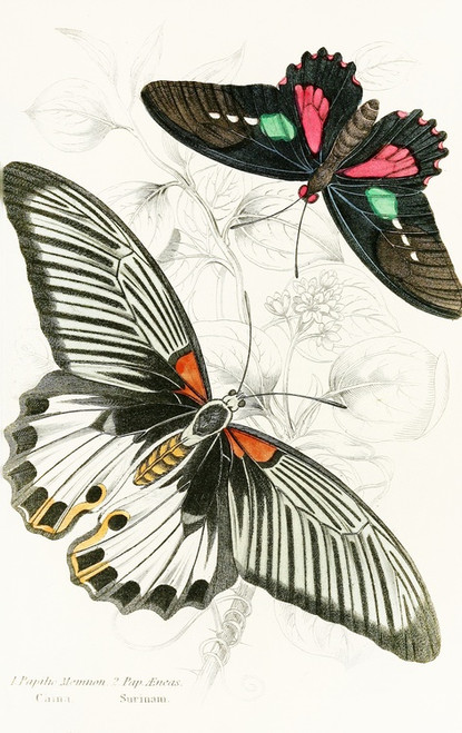 Digital Print - Papilio Memnon,Pap Aeneas by James Duncan