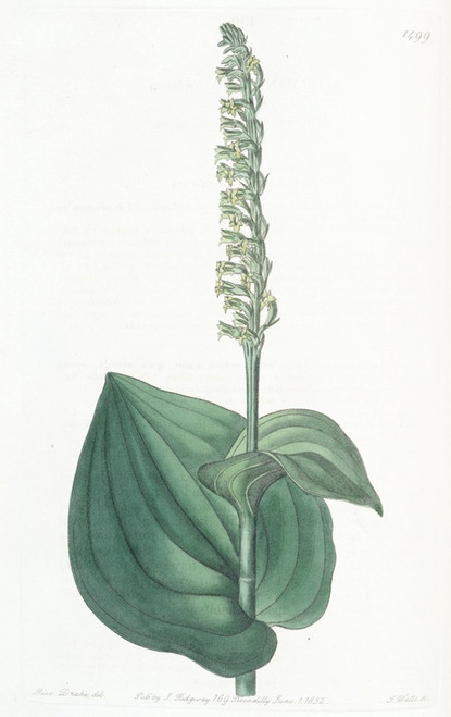 Digital Print - Heart-leaved Herminium by Sydenham Edwards