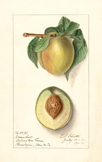 Digital Print - Prunus persica: Greensboro by Ellen Isham Schutt