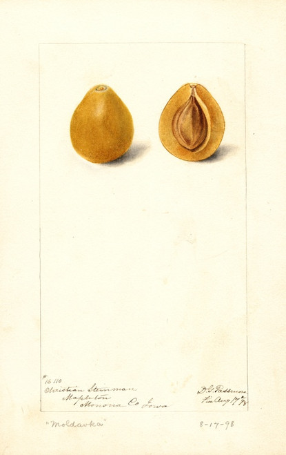 Digital Print - Prunus domestica: Moldavka by Deborah Griscom Passmore