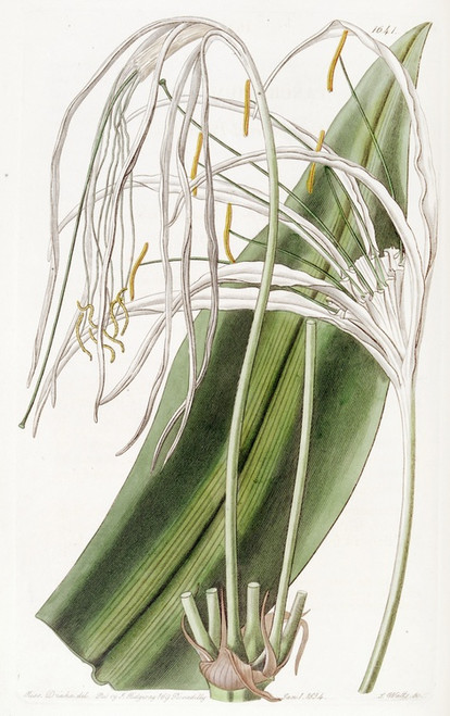 Digital Print - Long-flowered Pancratium by Sydenham Edwards