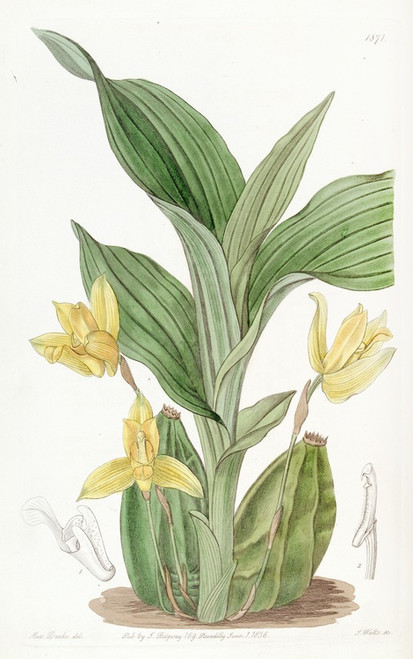 Digital Print - Aromatic Maxilleria by Sydenham Edwards