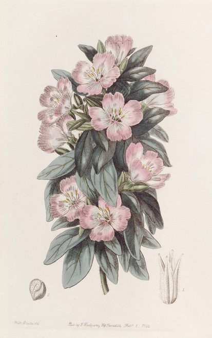 Digital Print - Whitish Godetia by Sydenham Edwards