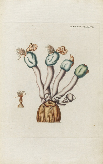 Digital Print - Icones rerum naturalium, ou figures enlumines d'histoire naturelle du nord Pl.46 by Peder Ascanius