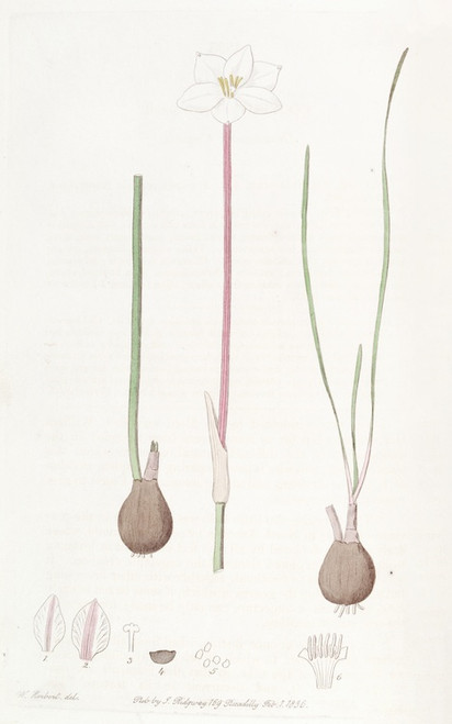 Digital Print - Drummond's Cooperia by Sydenham Edwards Digital Print - Drummond's Cooperia by Sydenham Edwards