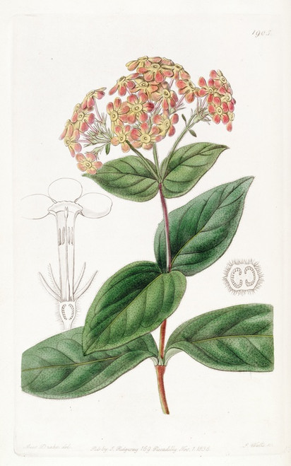 Digital Print - Sweet-scented Rondeletia by Sydenham Edwards