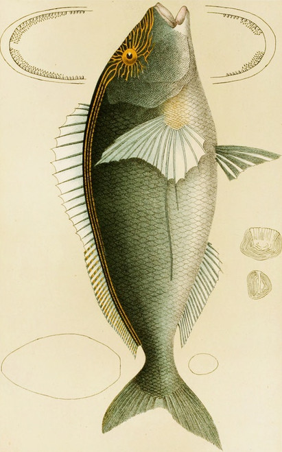 Digital Print - Fishes V by Frederick McCoy