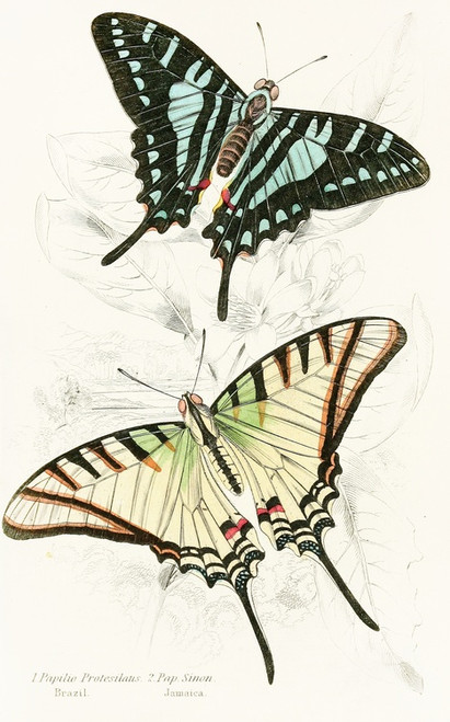 Digital Print - Papilio Protesilaus, Pap Sinon by James Duncan