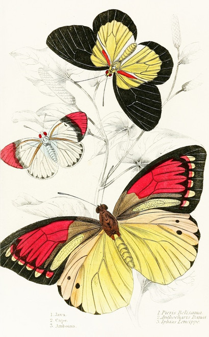 Digital Print - Pieris Belisama,Anthocharis Danai,Iphias Leucippe by James Duncan