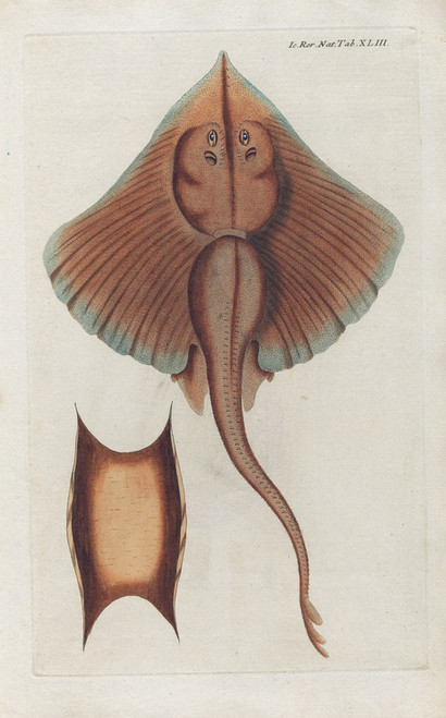 Digital Print - Icones rerum naturalium, ou figures enlumines d'histoire naturelle du nord Pl.43 by Peder Ascanius