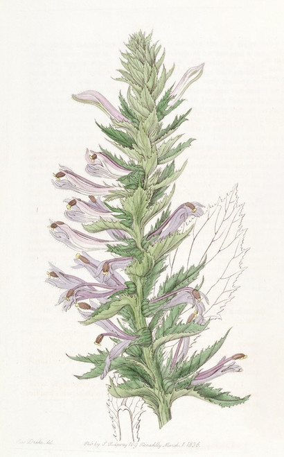Digital Print - Winged-stemmed Lobelia by Sydenham Edwards