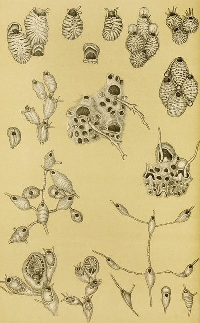 Digital Print - Polyzoa XV by Frederick McCoy