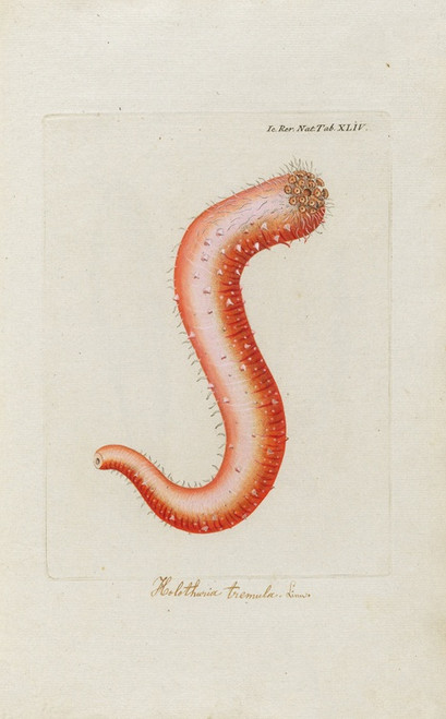 Digital Print - Icones rerum naturalium, ou figures enlumines d'histoire naturelle du nord Pl.44 by Peder Ascanius