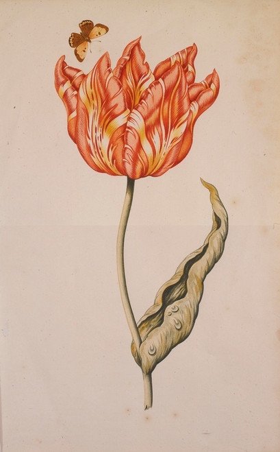 Digital Print - An Orange And Yellow Tulip With A Butterfly by Dutch School
