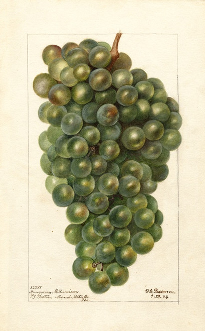 Digital Print - Vitis: Hungarian Millenium by Deborah Griscom Passmore