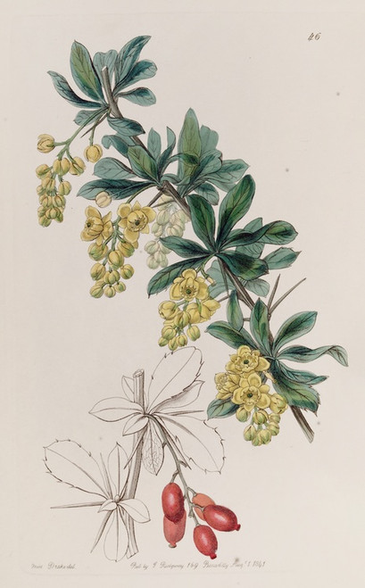 Digital Print - The Tanner's Berberry by Sydenham Edwards