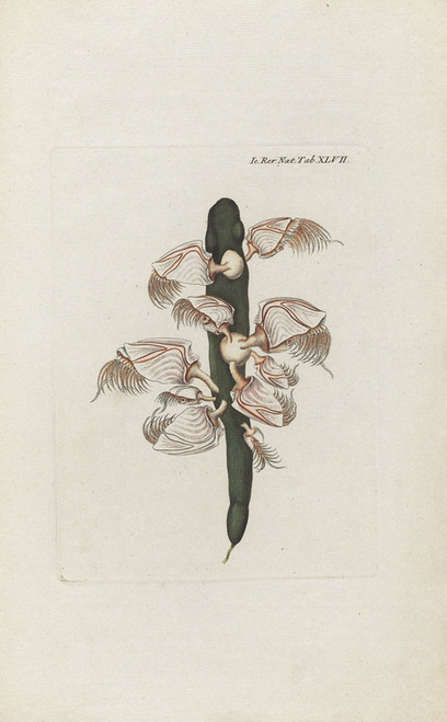 Digital Print - Icones rerum naturalium, ou figures enlumines d'histoire naturelle du nord Pl.47 by Peder Ascanius