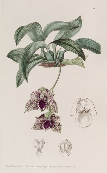 Digital Print - Stapelia-like Maxillaria by Sydenham Edwards Digital Print - Stapelia-like Maxillaria by Sydenham Edwards