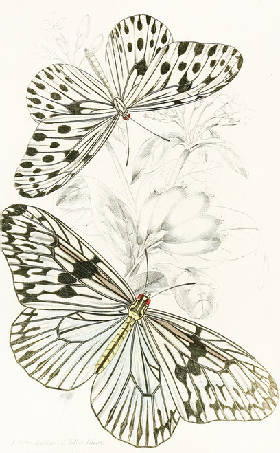 Digital Print - Idea Agelia,Idea Daos by James Duncan