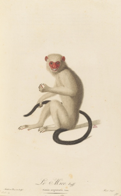 Digital Print - Le Mico by Jean-Baptiste Audebert