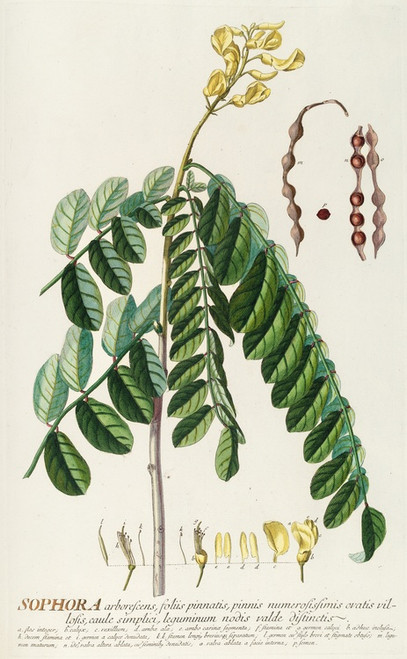 Digital Print - Sophora by Georg Dionysius Ehret