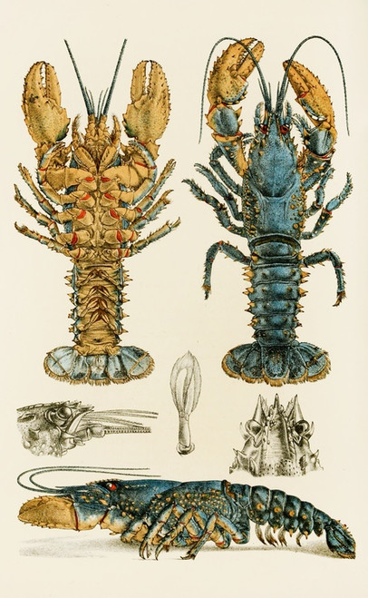 Digital Print - Crustacea II by Frederick McCoy