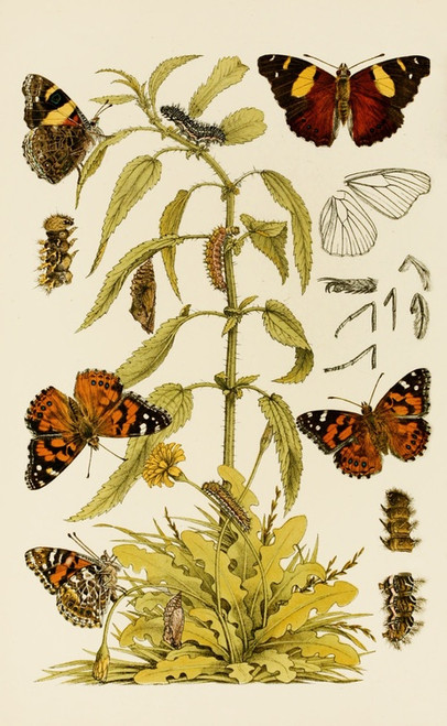 Digital Print - Insects II by Frederick McCoy
