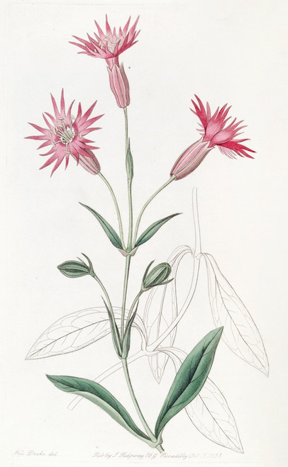 Digital Print - Cut-flowered Catchfly by Sydenham Edwards