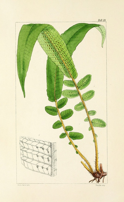Digital Print - A century of ferns Pl.19 by William Jackson Hooker