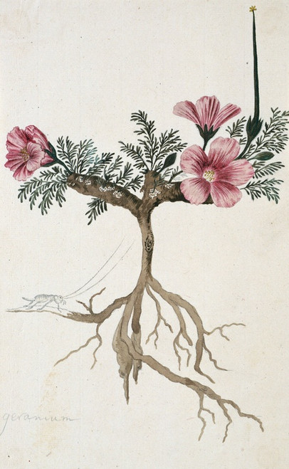 Digital Print - Monsonia multifidum E.Mey. ex Kunth (met een insect) by Robert Jacob Gordon